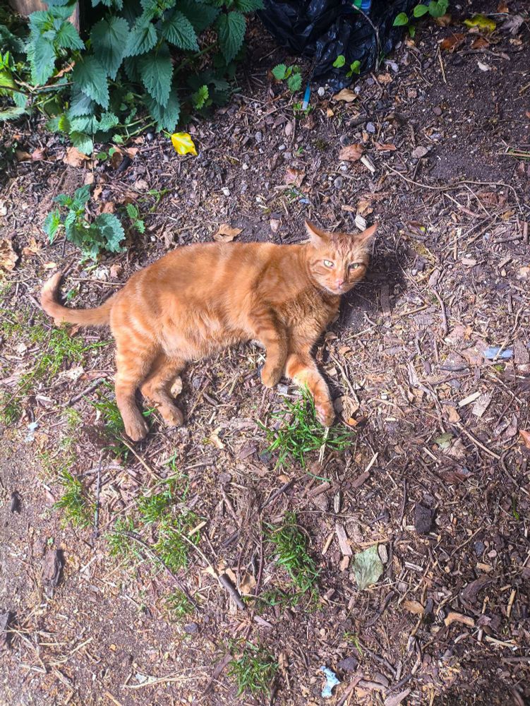 Carter, a large marmalade-orange striped male cat, rolling around on some twig covered ground. He's lying on his side looking up at me as I take a photo, showing his light green-yellow eyes.
