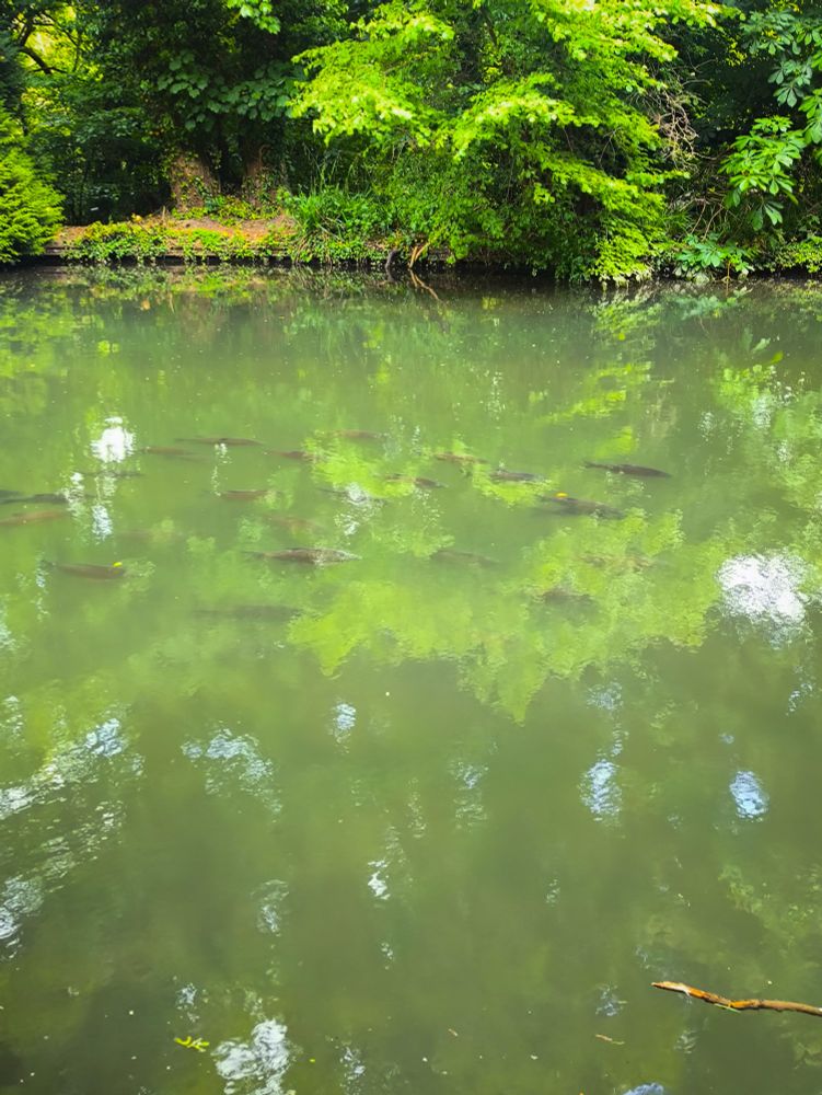 A small school of brown fish, probably common carp, swimming down the canal opposite a leafy bank.