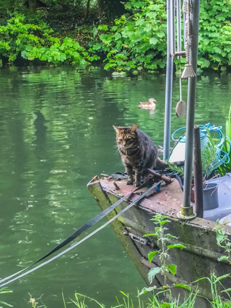 Rowan, a small female brindled tabby cat, is sat on the front of my narrowboat where a figurehead would sit. She's sat at an angle towards the towpath and is looking directly in front of her. A female mandarin duck is chilling out in the background.