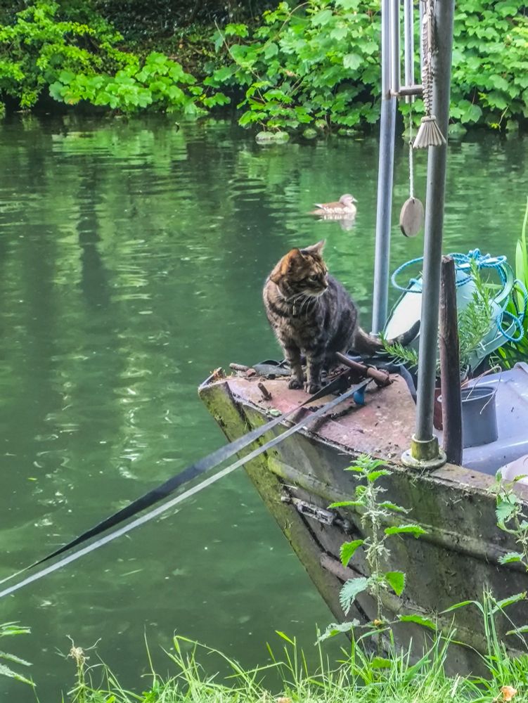 Rowan, a small female brindled tabby cat, is sat on the front of my narrowboat where a figurehead would sit. She's sat at an angle towards the towpath and is looking around towards the boat's front door. A female mandarin duck is chilling out in the background.