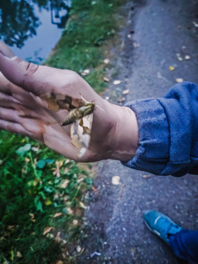 A lime hawk moth (a large brown and green moth) sitting on the side of my friend's hand as he holds it up to the camera. The moth is slightly blurry because it's vibrating its wings to dry them. The towpath and a little bit of the canal can be seen in the background. 