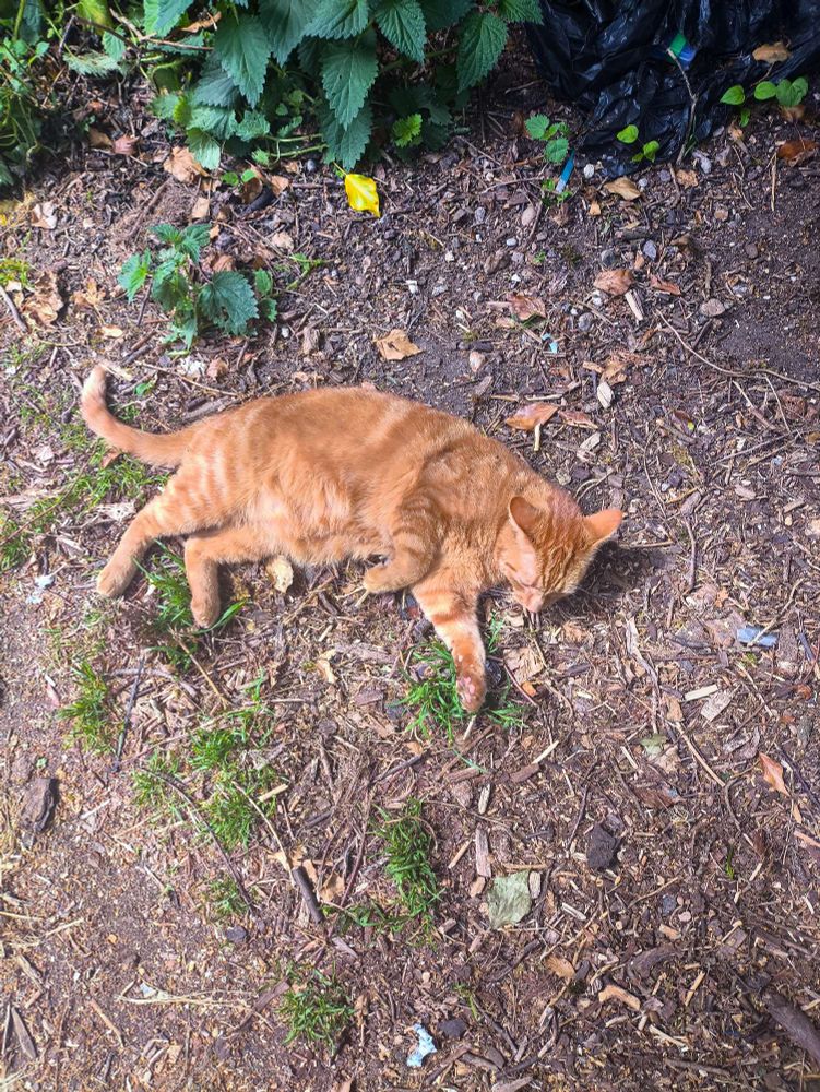 Carter, a large marmalade-orange striped male cat, rolling around on some twig covered ground. He's lying on his side sniffing the ground. 