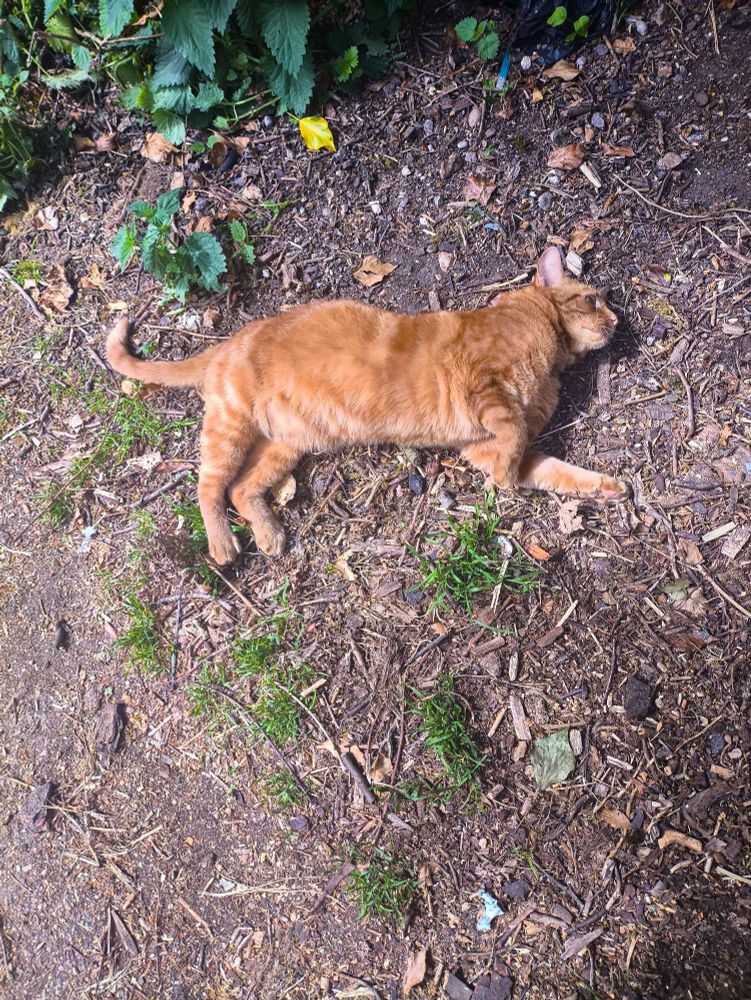 Carter, a large marmalade-orange striped male cat, rolling around on some twig covered ground. He's lying on his side stretching his back. 