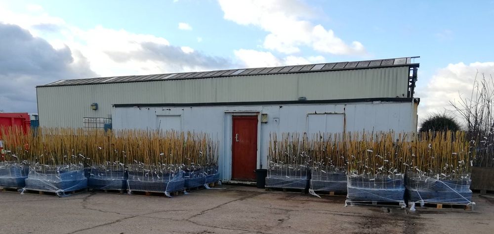 📣 20 glorious pallets of tolerant #Ash trees are ready for planting out in the National Archive of Tolerant Ash this year as part of The Living Ash Project.
