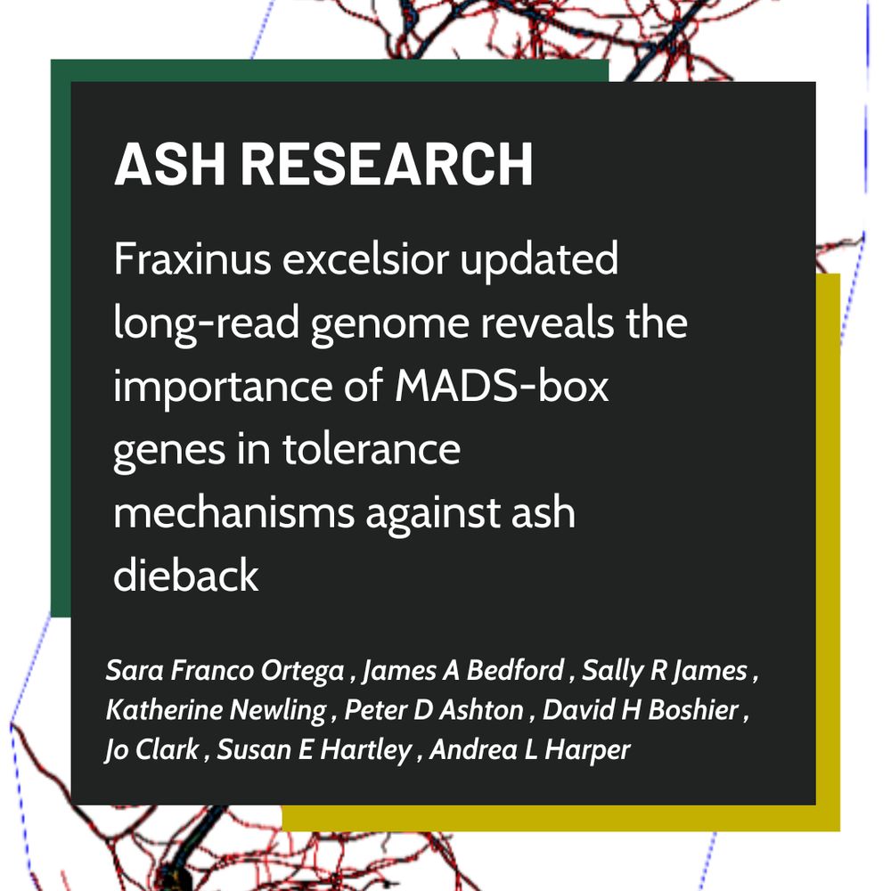 Fraxinus excelsior updated long-read genome reveals the
importance of MADS-box genes in tolerance mechanisms
against ash dieback