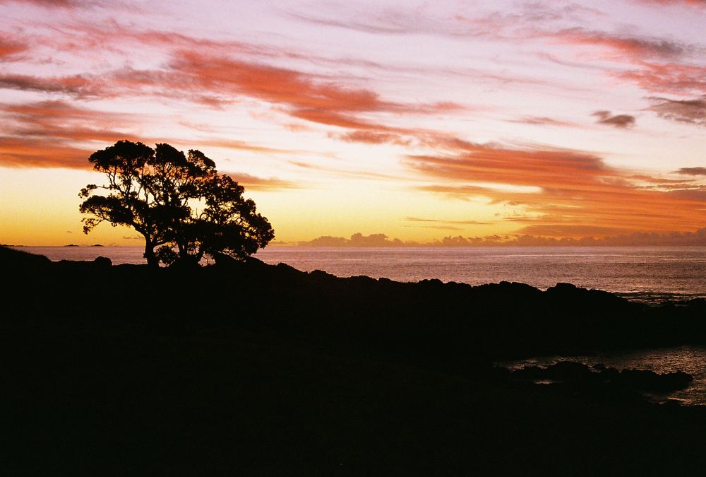 A pōhutukawa silhouetted against a vivid sunset over the ocean.