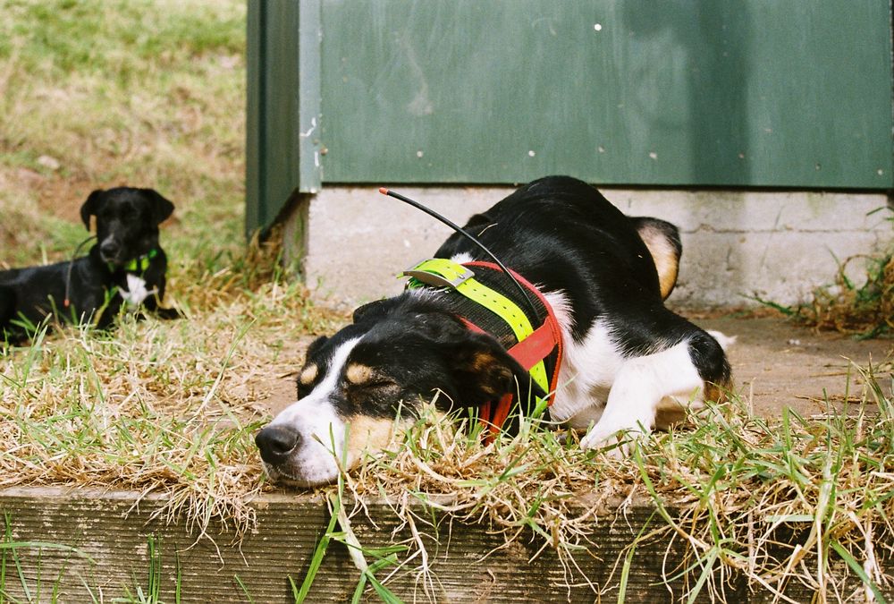 Two pig dogs chilling out hardcore-style. One's wearing a tracking collar.