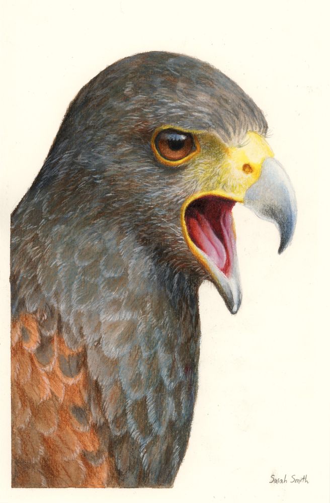 Portrait illustration of a Harris's Hawk with an open mouth. The bird is a deep, warm brown with a brighter reddish brown shoulder, and yellow around the beak and eyes.