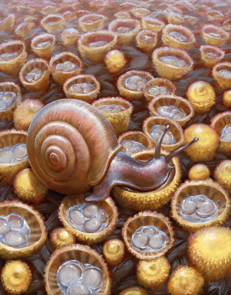 Painting of a snail surrounded by many yellowish bird's nest fungi. The artwork includes yellow, blue and pink tones.