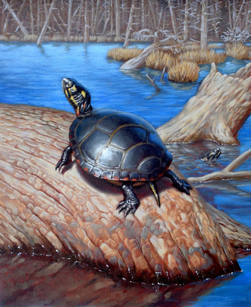 Oil painting of a Painted Turtle sunbathing on a log in a wetland, with another turtle in the background.