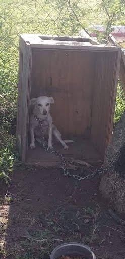 Small white dog Lola when found in the heat with heartworms and no water chained to a tree.