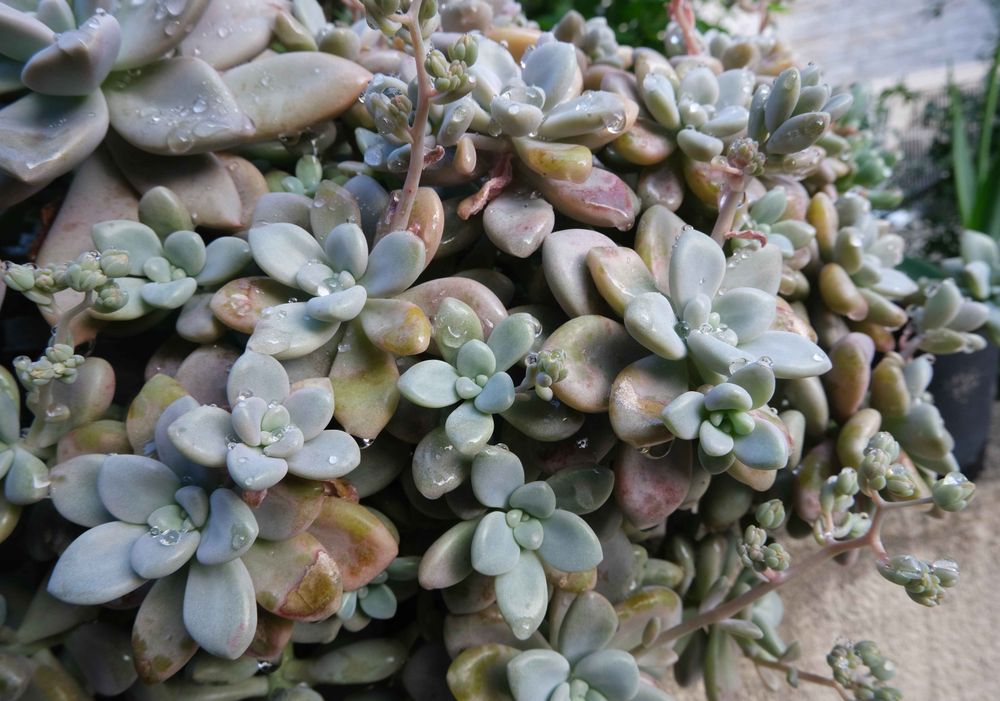 もりもり育った多肉植物