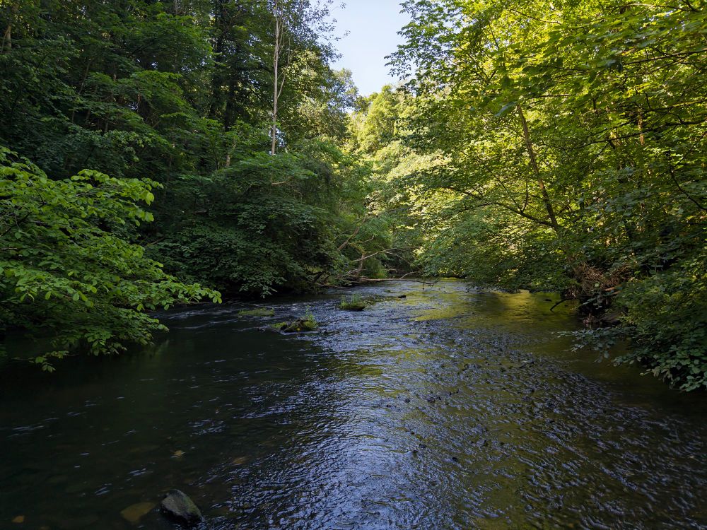 A view of the South Calder Water, a small river overhung by trees on both sides.