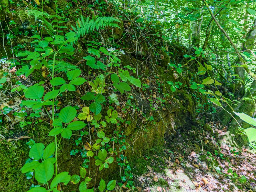 An old stone wall covered with moss and partly obscured by plants.