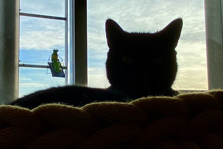 cat silhouette 