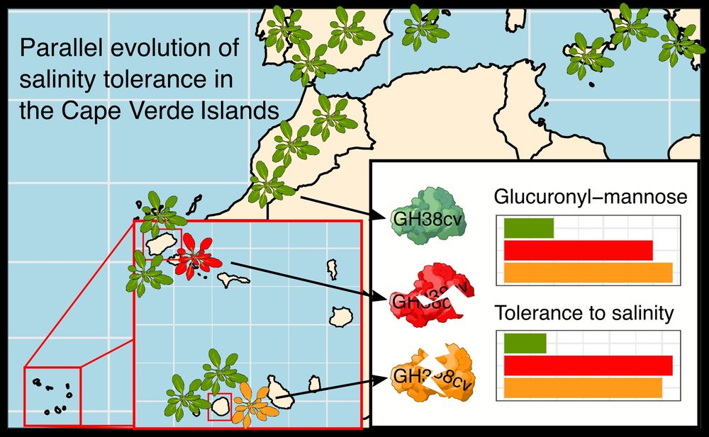 graphical abstract from the article: Parallel evolution of salinity tolerance in Arabidopsis thaliana accessions from Cape Verde Islands
