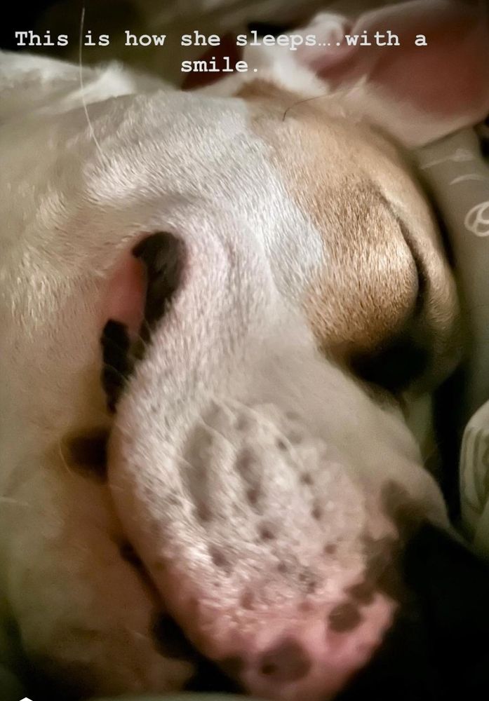 My puppers.  Ms Pippi is the best. #ittybittypittierescue #mylittlehousehippo 