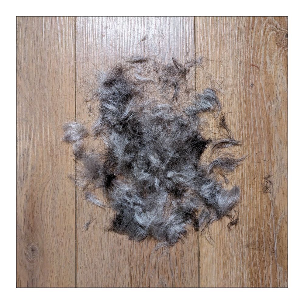 A very small pile of gray shaved hair on the floor. That's how I roll at 67. 