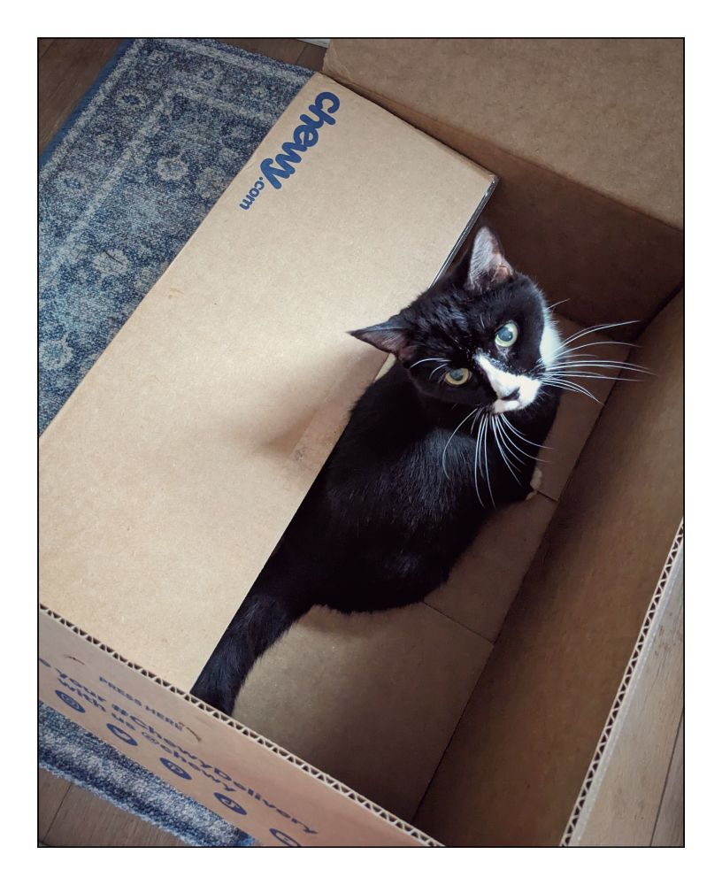Overhead view of black and white cat sitting in a Chewy shipping box. 
