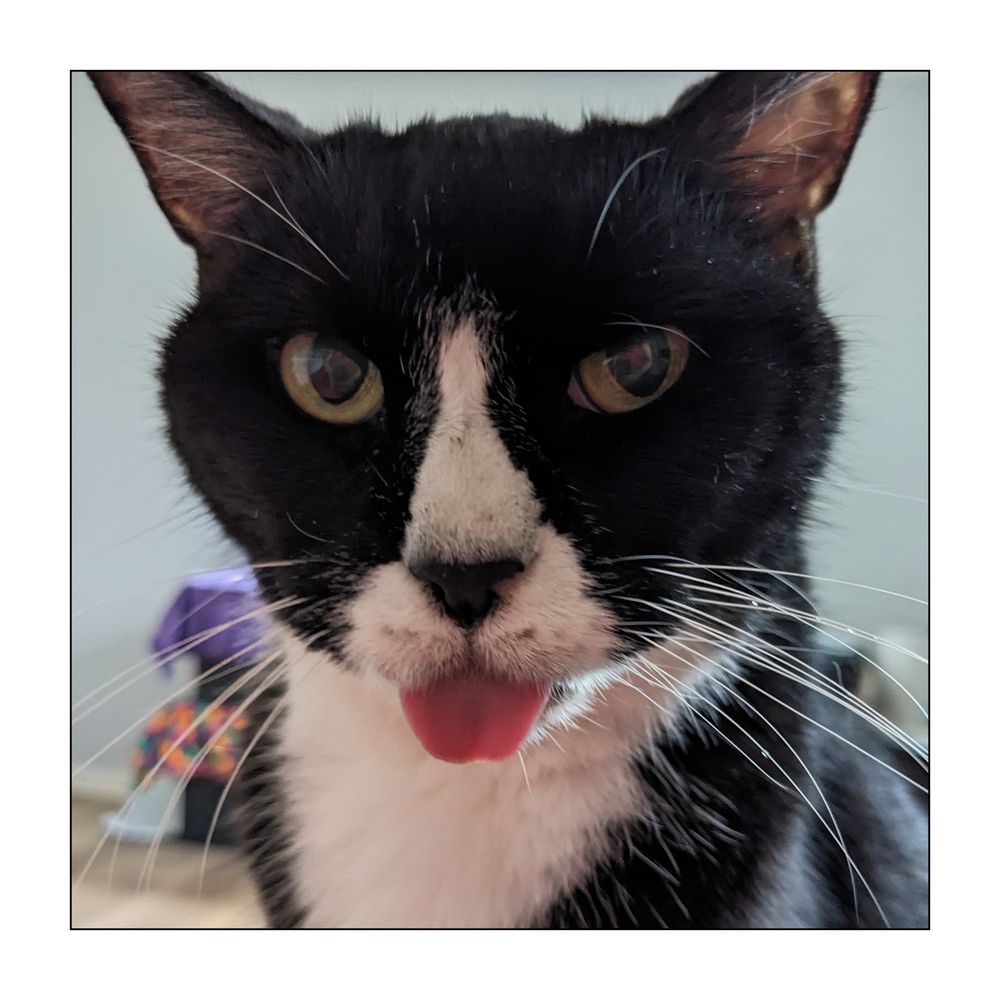 Close up of elderly tuxedo cat looking perturbed with her tongue sticking out.