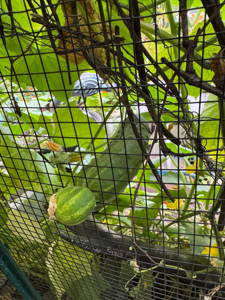 a cucumber that’s growing in between a mesh fence