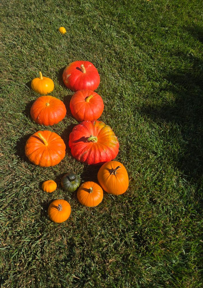 A variety of sizes and colors of pumpkins rest on green grass. Deep orange red, green, yellowish orange. Also pictured on the top right is a lemon, recently stolen. 
