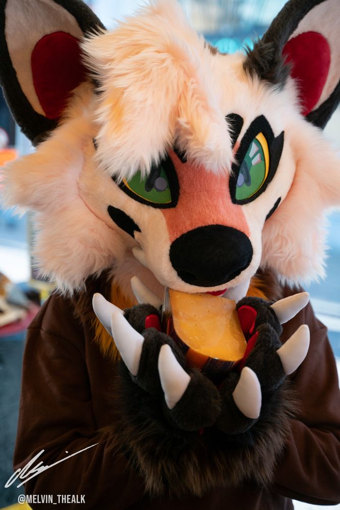 A marten fursuiter holds a cheese wedge and pretends to nibble on it.