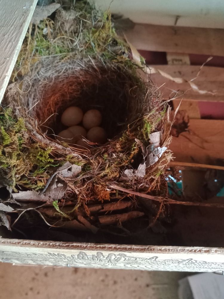 en soulevant la 2e caisse, on voit clairement un nid d'oiseau, , empli de 5 beaus  oeufs