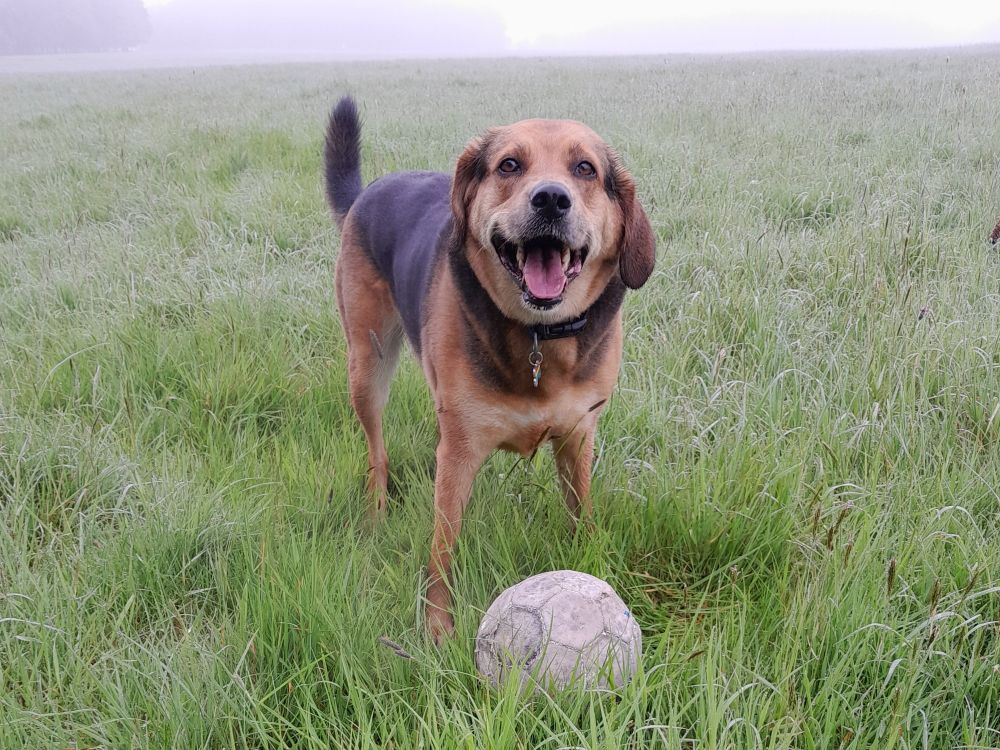 Black and tan hound mix standing on green grass and facing camera looking happy with a white football in front of him. 