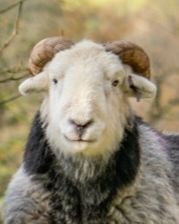 Close up of a ram's head where he looks rather gentle and goatlike.