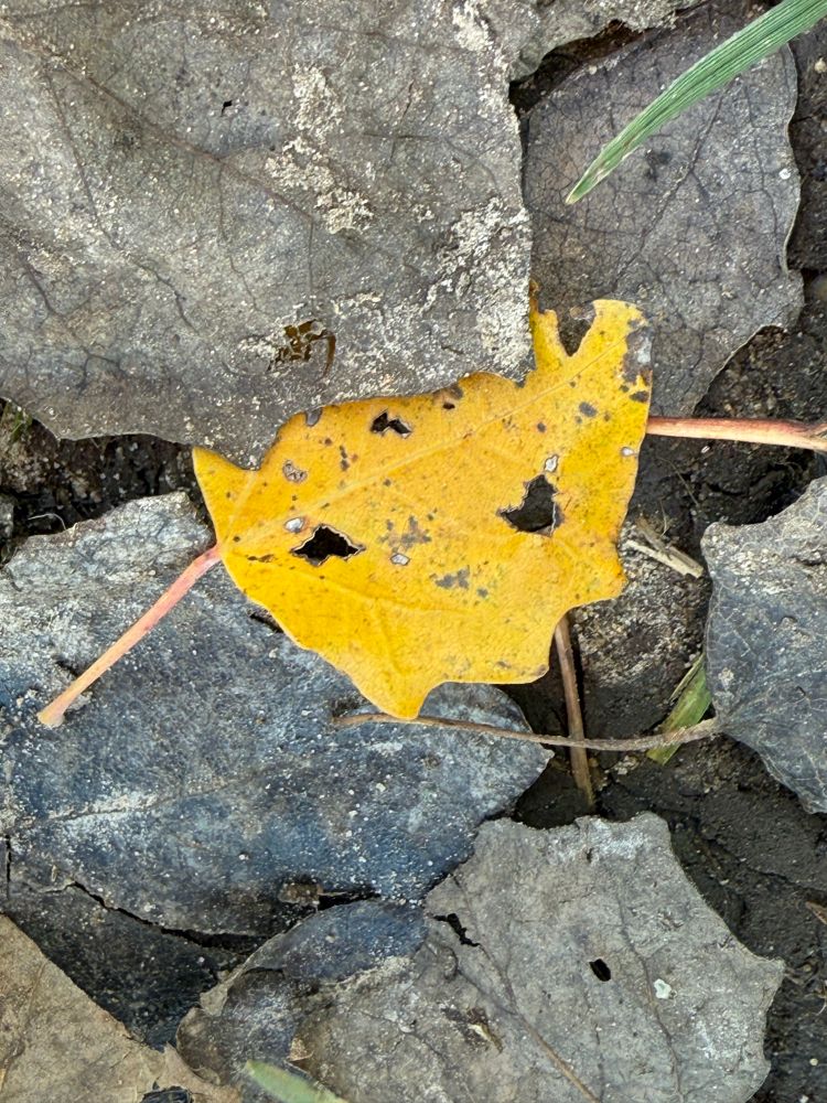 Demon face yellow leaf with eye holes and horns.
