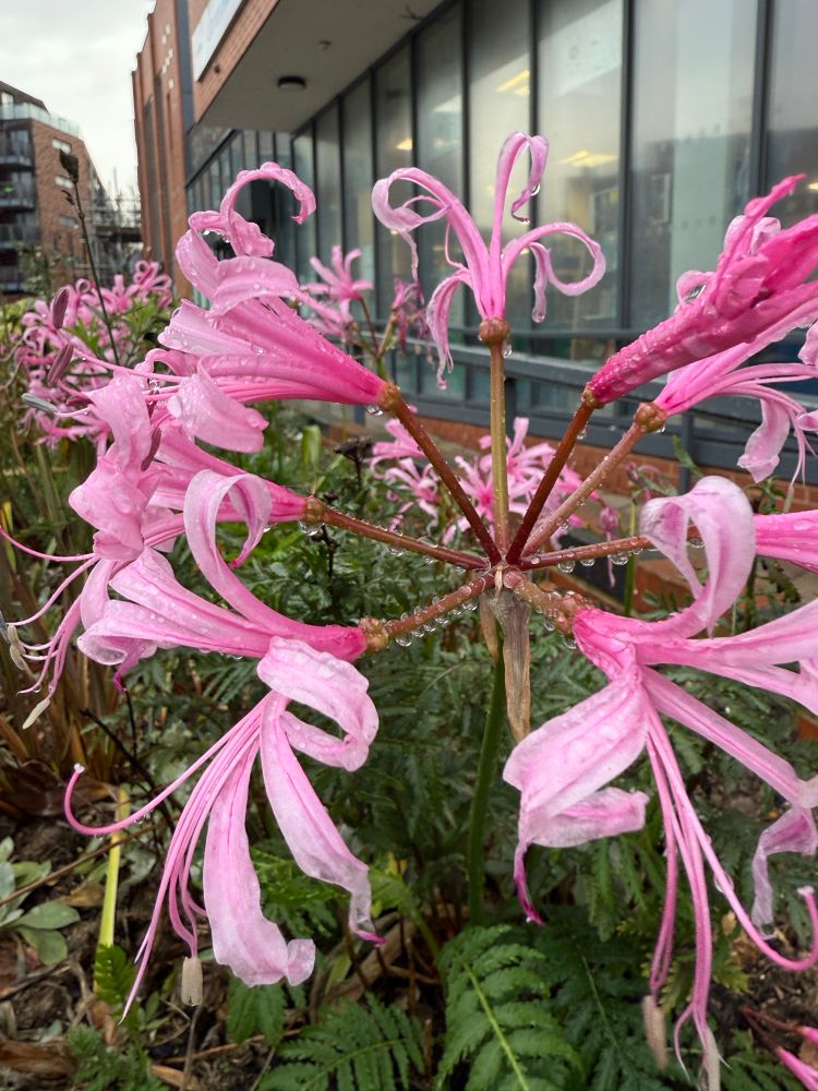 Pink lilies (?) in the rain, outside the library.