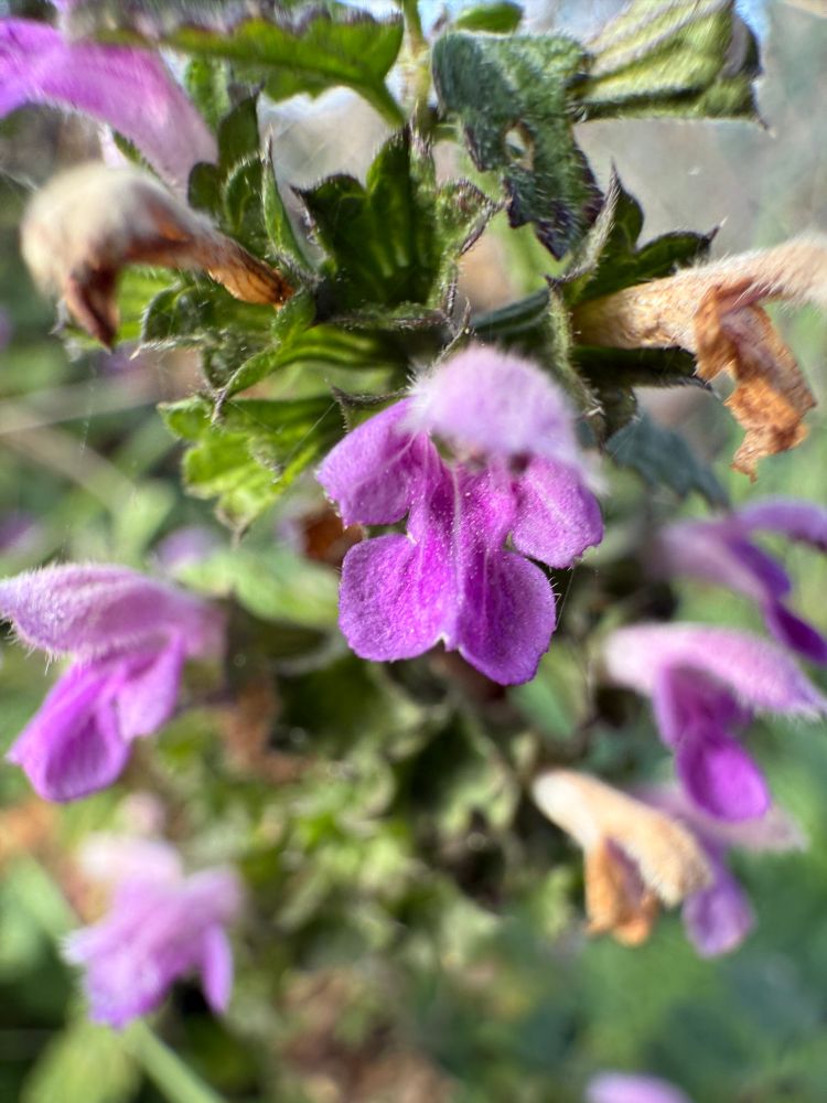 Pink wildflowers of black horehound.