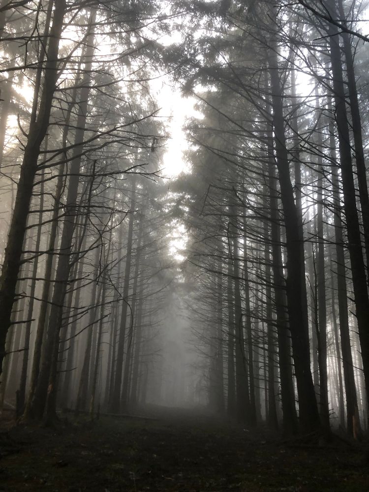 A moody, foggy forest path. 