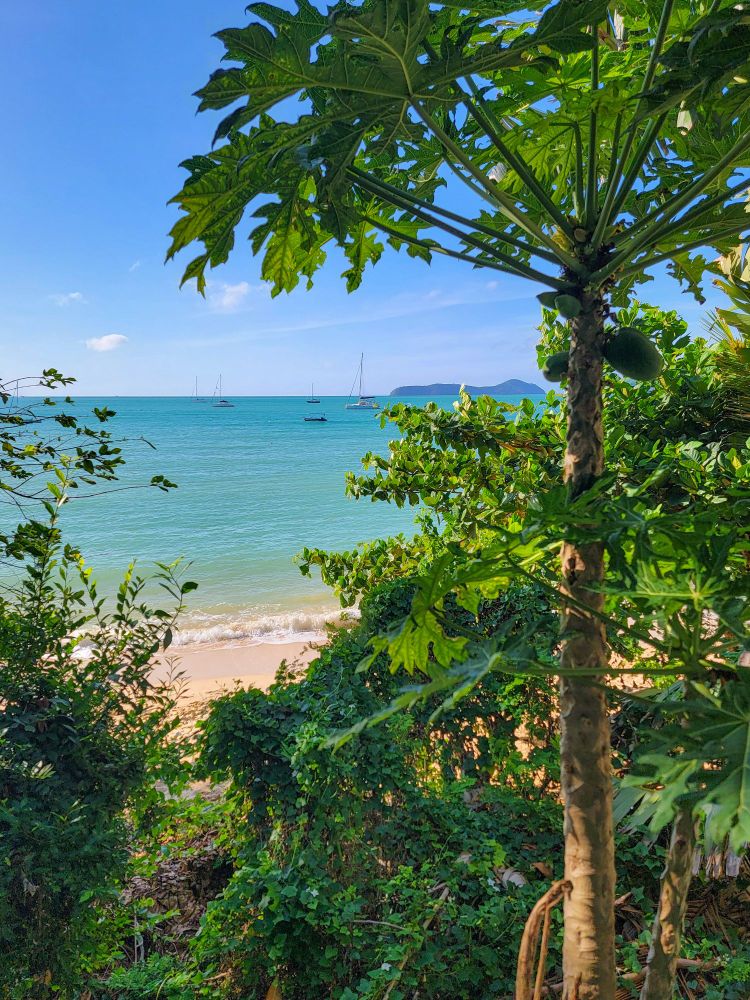 Beach with blue waters and papaya tree in foreground 