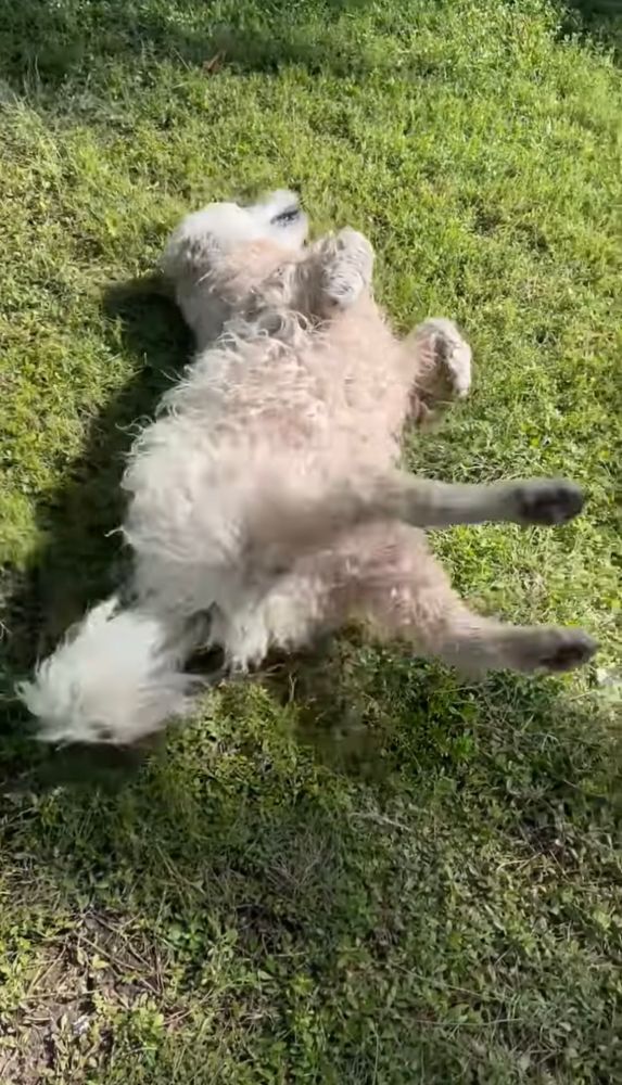 Ceebs is lying in the grass kicking his legs out 