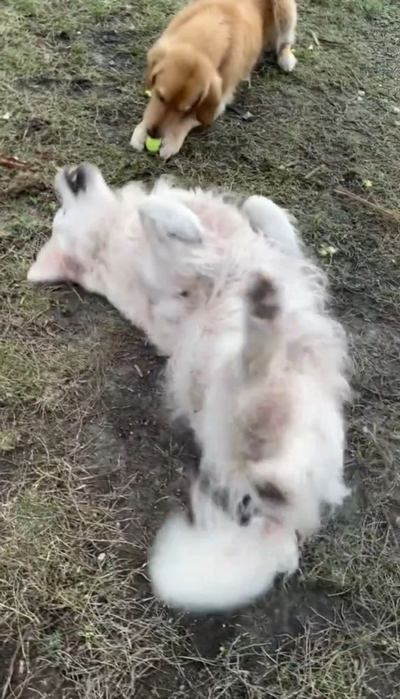Brody is lying on the grass on his back, kicking his back legs up. Guac lies behind him, focusing on his tennis ball. 