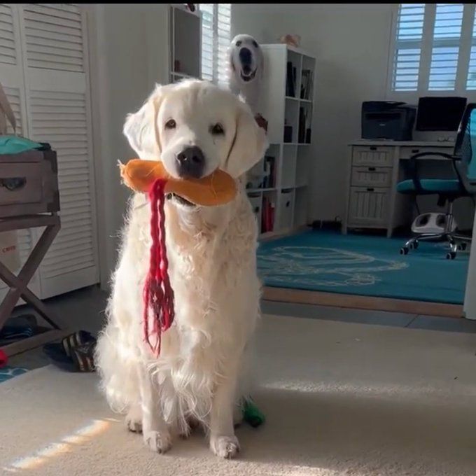 Brody sits with a triumphant look on his face and a stuffy in his mouth 