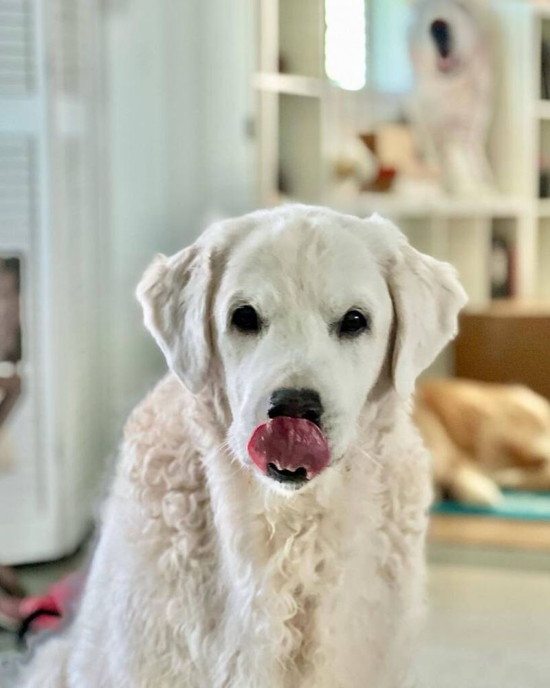 Brody stares at the camera intently, licking his nose 