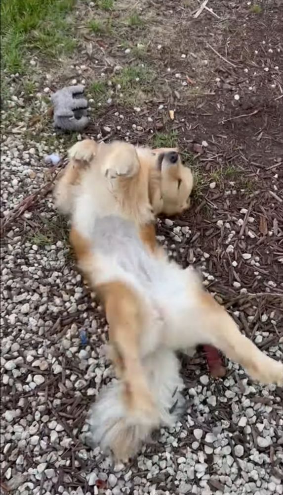 From yesterday’s snaps. Ella starts us off with 20 seconds of happy kicks. Brody would be proud!