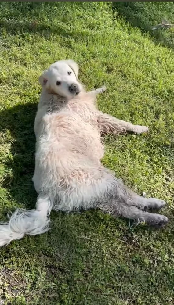 Brody is lying in the grass and looking back at the camera 
