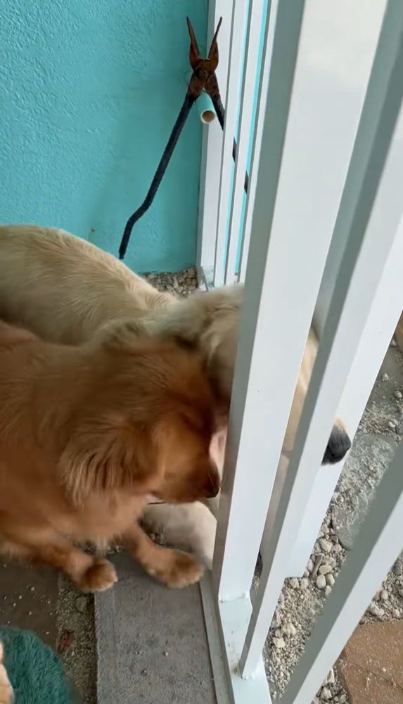 Ella and Feta are standing at the gate and seem to have decided at the same time that head butting the gate will let them through to go swimming. It doesn’t work. 