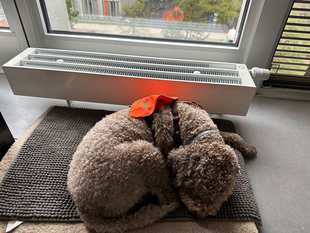 Braunschimmel lagotto Romagnolo Rüde liegt eingekringelt auf der Decke. Er trägt eine orange Kennzeichnung die ich als Assistenzhund kenntlich machen.