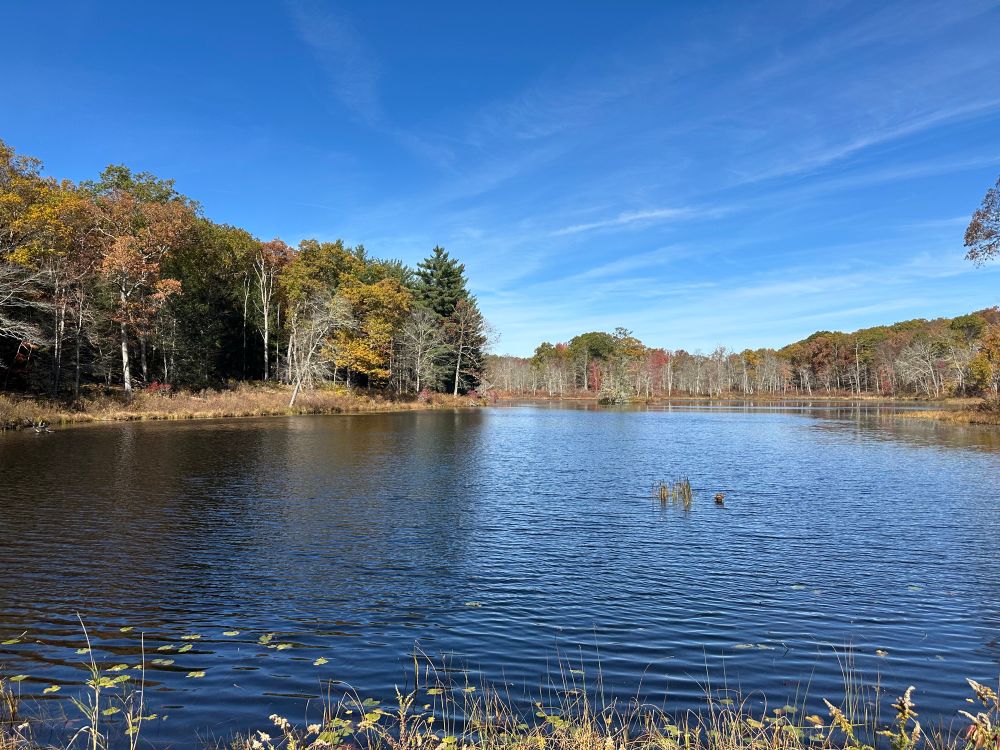 Pond surrounded by trees in the fall (trees are changing color$