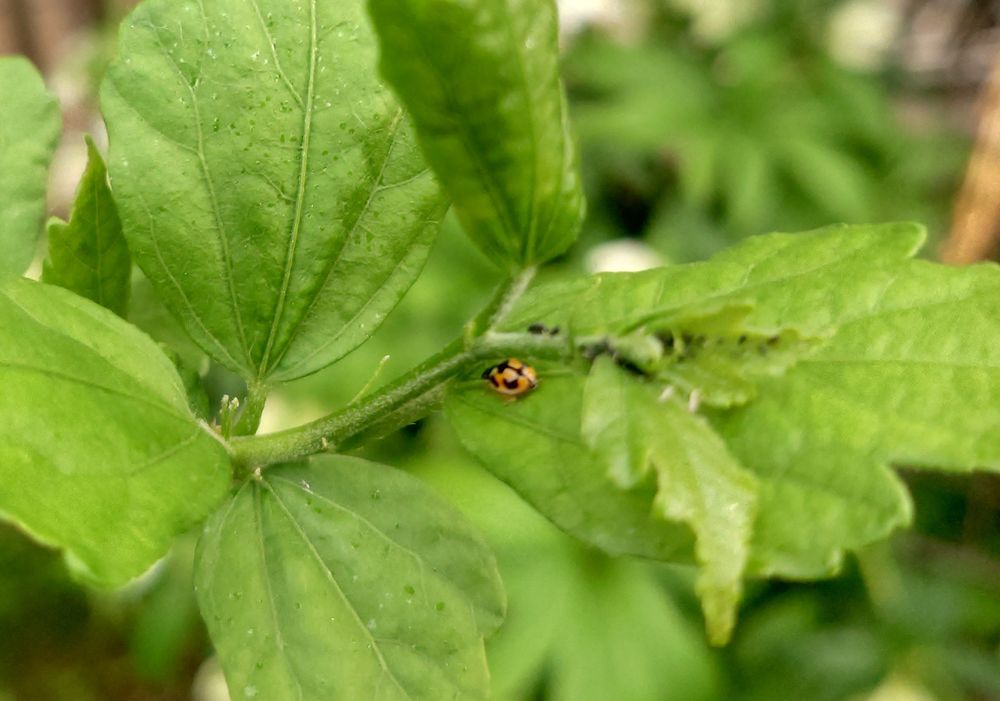 ヒメカメノコテントウ