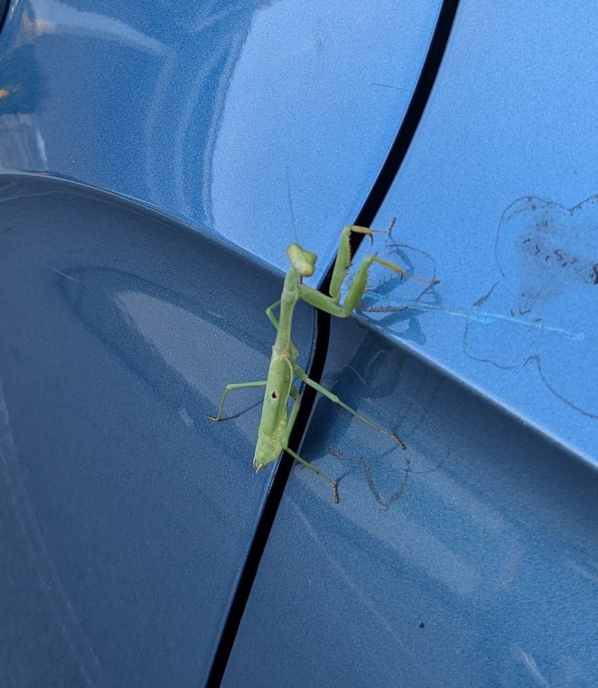 A bright green mantis on the side of a blue car, has a single spot on each side of her(?) butt