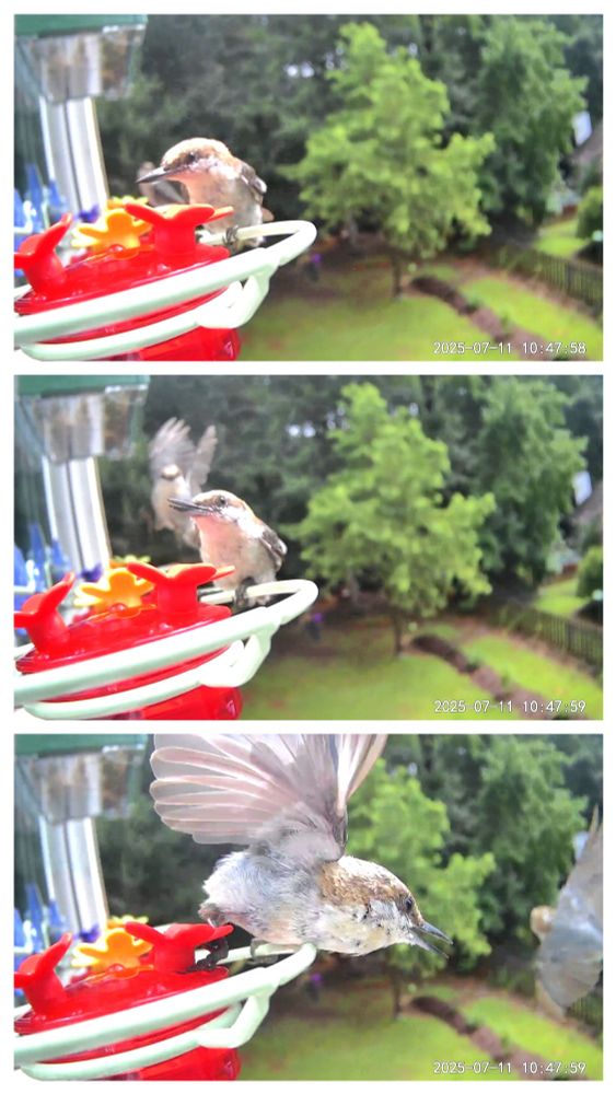 3 stills from Wyze cam pointed at window hummingbird feeder ledge, showing 2 brown headed nuthatches having a dispute on who gets to sit here