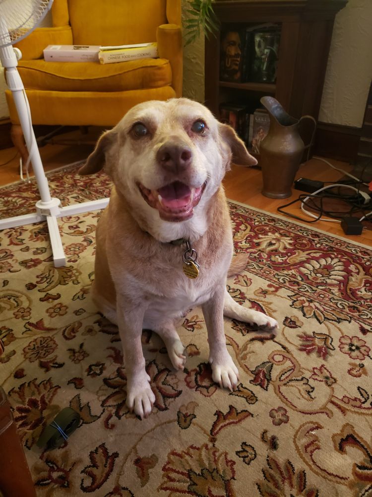 An old beige dog sits on a rug and smiles looking at the viewer.