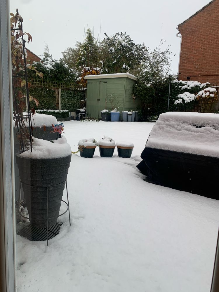 Snowy garden!