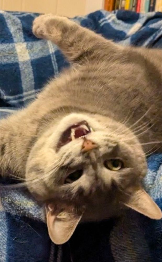 This is a photo of a grey tabby cat mid-yawn so she looks fairly silly, with her mouth open and one eye sort of squinted. She looks, comically, like she is giving the camera the stink-eye.